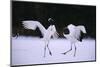 Red-Crowned Cranes in Courtship Display-DLILLC-Mounted Photographic Print