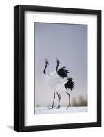 Red-Crowned Cranes in Courtship Display-DLILLC-Framed Photographic Print