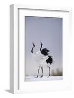 Red-Crowned Cranes in Courtship Display-DLILLC-Framed Photographic Print