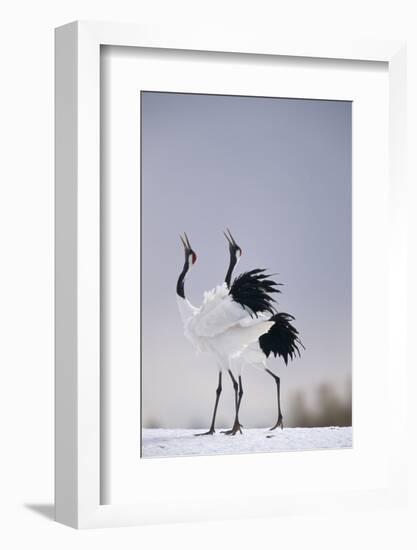 Red-Crowned Cranes in Courtship Display-DLILLC-Framed Photographic Print