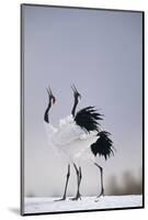 Red-Crowned Cranes in Courtship Display-DLILLC-Mounted Photographic Print