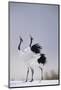 Red-Crowned Cranes in Courtship Display-DLILLC-Mounted Photographic Print