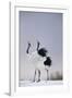 Red-Crowned Cranes in Courtship Display-DLILLC-Framed Photographic Print