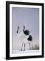 Red-Crowned Cranes in Courtship Display-DLILLC-Framed Photographic Print