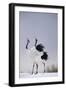 Red-Crowned Cranes in Courtship Display-DLILLC-Framed Photographic Print