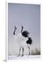 Red-Crowned Cranes in Courtship Display-DLILLC-Framed Photographic Print