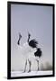 Red-Crowned Cranes in Courtship Display-DLILLC-Framed Photographic Print