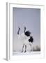 Red-Crowned Cranes in Courtship Display-DLILLC-Framed Photographic Print