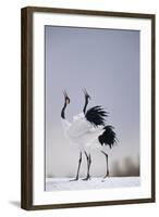 Red-Crowned Cranes in Courtship Display-DLILLC-Framed Photographic Print