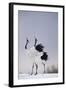 Red-Crowned Cranes in Courtship Display-DLILLC-Framed Photographic Print