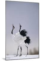 Red-Crowned Cranes in Courtship Display-DLILLC-Mounted Photographic Print