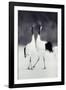 Red-Crowned Cranes in Courtship Display-DLILLC-Framed Photographic Print