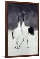 Red-Crowned Cranes in Courtship Display-DLILLC-Framed Photographic Print