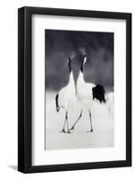 Red-Crowned Cranes in Courtship Display-DLILLC-Framed Photographic Print