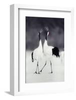 Red-Crowned Cranes in Courtship Display-DLILLC-Framed Photographic Print