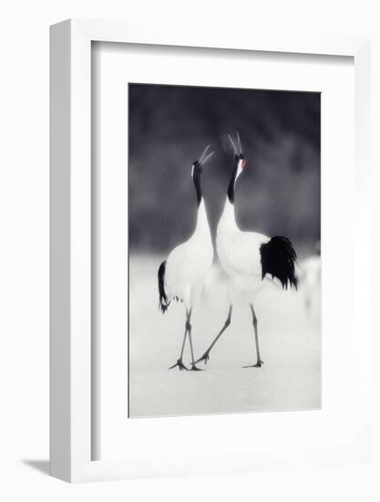 Red-Crowned Cranes in Courtship Display-DLILLC-Framed Photographic Print