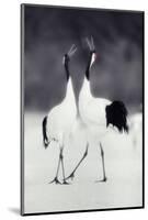 Red-Crowned Cranes in Courtship Display-DLILLC-Mounted Photographic Print