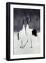 Red-Crowned Cranes in Courtship Display-DLILLC-Framed Photographic Print