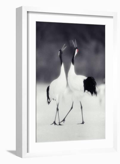 Red-Crowned Cranes in Courtship Display-DLILLC-Framed Photographic Print