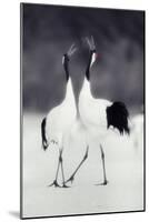 Red-Crowned Cranes in Courtship Display-DLILLC-Mounted Photographic Print