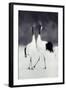 Red-Crowned Cranes in Courtship Display-DLILLC-Framed Photographic Print