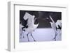 Red-Crowned Cranes in Courtship Display-DLILLC-Framed Photographic Print