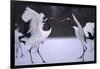 Red-Crowned Cranes in Courtship Display-DLILLC-Framed Photographic Print