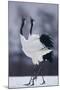 Red-Crowned Cranes in Courtship Display-DLILLC-Mounted Photographic Print