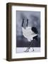 Red-Crowned Cranes in Courtship Display-DLILLC-Framed Photographic Print