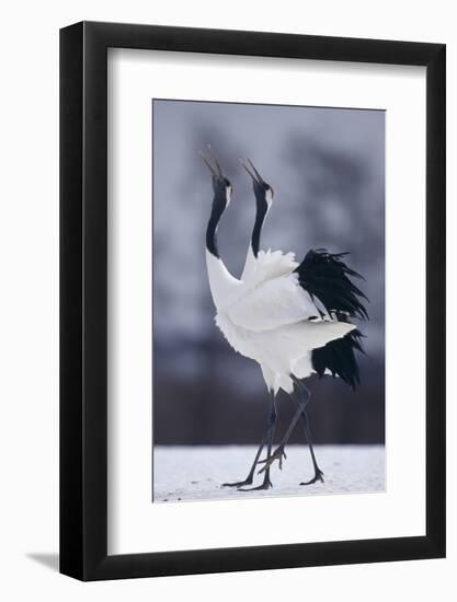 Red-Crowned Cranes in Courtship Display-DLILLC-Framed Photographic Print