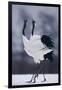 Red-Crowned Cranes in Courtship Display-DLILLC-Framed Photographic Print