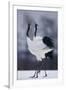 Red-Crowned Cranes in Courtship Display-DLILLC-Framed Photographic Print