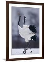 Red-Crowned Cranes in Courtship Display-DLILLC-Framed Photographic Print