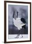 Red-Crowned Cranes in Courtship Display-DLILLC-Framed Photographic Print