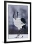 Red-Crowned Cranes in Courtship Display-DLILLC-Framed Photographic Print