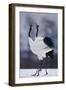 Red-Crowned Cranes in Courtship Display-DLILLC-Framed Photographic Print