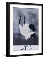 Red-Crowned Cranes in Courtship Display-DLILLC-Framed Photographic Print