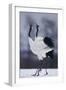 Red-Crowned Cranes in Courtship Display-DLILLC-Framed Photographic Print