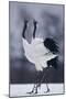 Red-Crowned Cranes in Courtship Display-DLILLC-Mounted Photographic Print