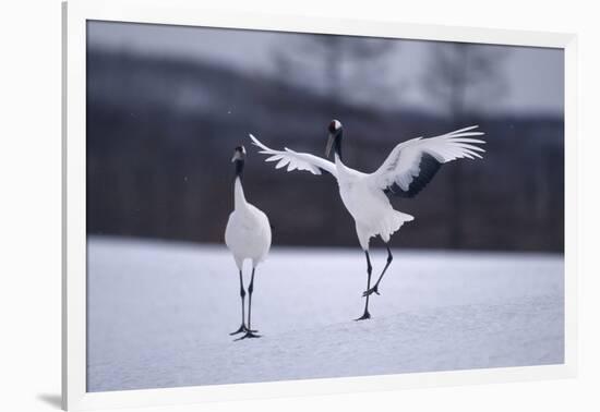 Red-Crowned Cranes in Courtship Display-DLILLC-Framed Photographic Print