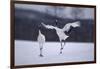 Red-Crowned Cranes in Courtship Display-DLILLC-Framed Photographic Print