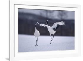 Red-Crowned Cranes in Courtship Display-DLILLC-Framed Photographic Print