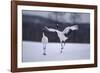 Red-Crowned Cranes in Courtship Display-DLILLC-Framed Photographic Print