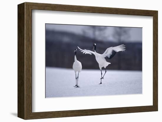 Red-Crowned Cranes in Courtship Display-DLILLC-Framed Photographic Print