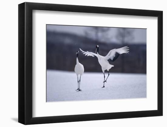 Red-Crowned Cranes in Courtship Display-DLILLC-Framed Photographic Print