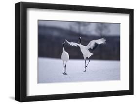 Red-Crowned Cranes in Courtship Display-DLILLC-Framed Photographic Print