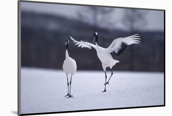 Red-Crowned Cranes in Courtship Display-DLILLC-Mounted Photographic Print