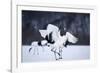 Red-Crowned Cranes in Courtship Display-DLILLC-Framed Photographic Print