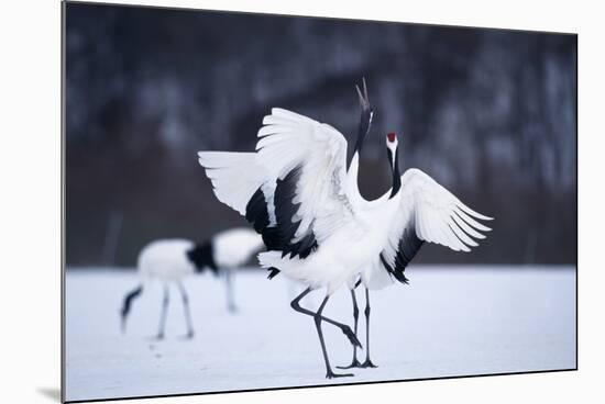 Red-Crowned Cranes in Courtship Display-DLILLC-Mounted Photographic Print