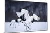 Red-Crowned Cranes in Courtship Display-DLILLC-Mounted Photographic Print